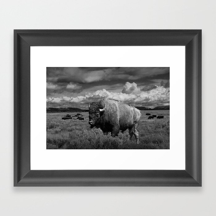 American Buffalo Bison in the Grand Teton National Park in Black and White Framed Art Print