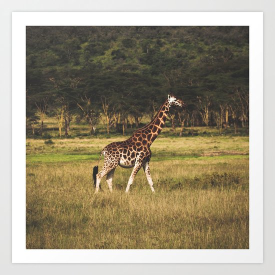 Giraffe Art Print