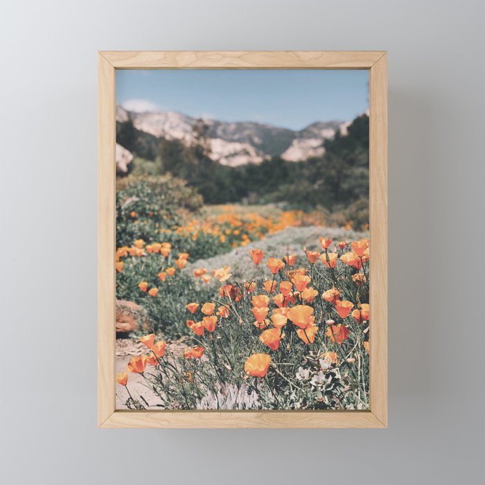 California Poppies // Santa Barbara, CA Framed Mini Art Print