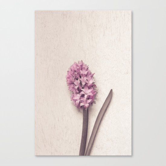 Pink Hyacinth Canvas Print