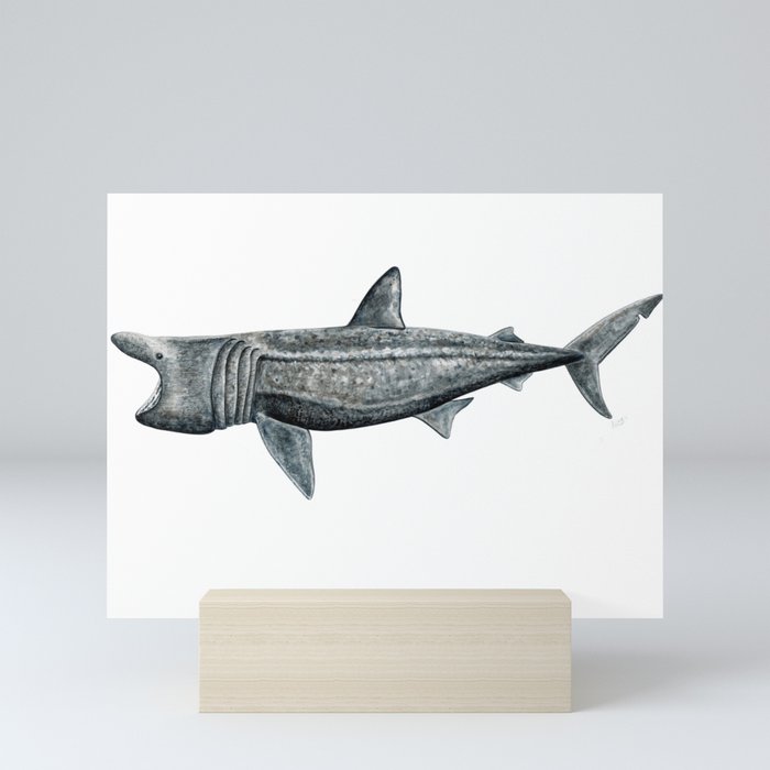 Basking shark (Cetorhinus maximus) Mini Art Print