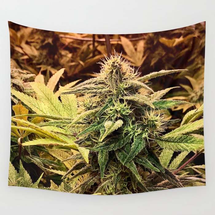 Hairy Cannabis in the Spotlight Wall Tapestry