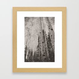 Autumn Aspen Forest III (black and white version) x Colorado Photography Framed Art Print