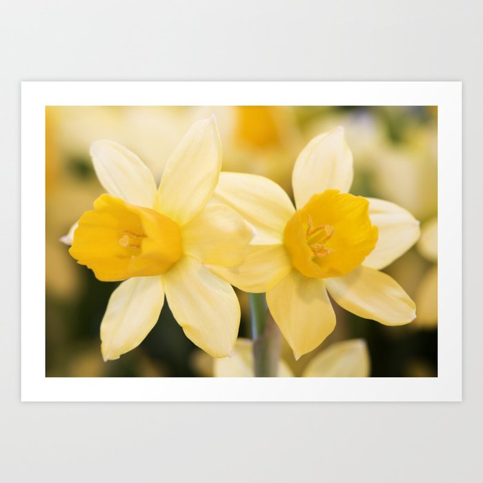 Tête à Tête Daffodil Art Print By Floatingpetals