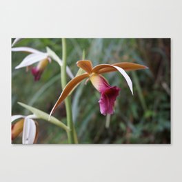 Wild Tropical Orchid Canvas Print