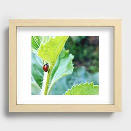Ladybird Recessed Framed Print