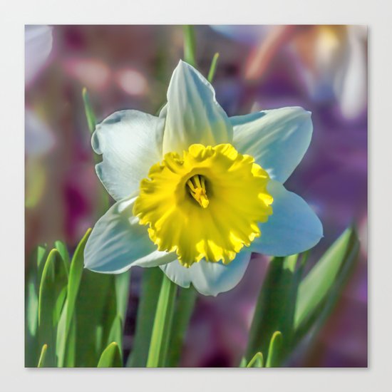 Narcissus Canvas Print