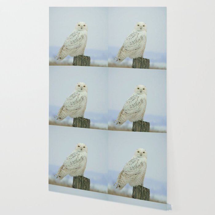 Snowy Owl Wallpaper By Gbartdesign Society6