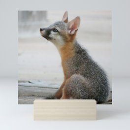 Gray Fox Kit Mini Art Print