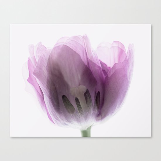 Inside Out Tulip Canvas Print