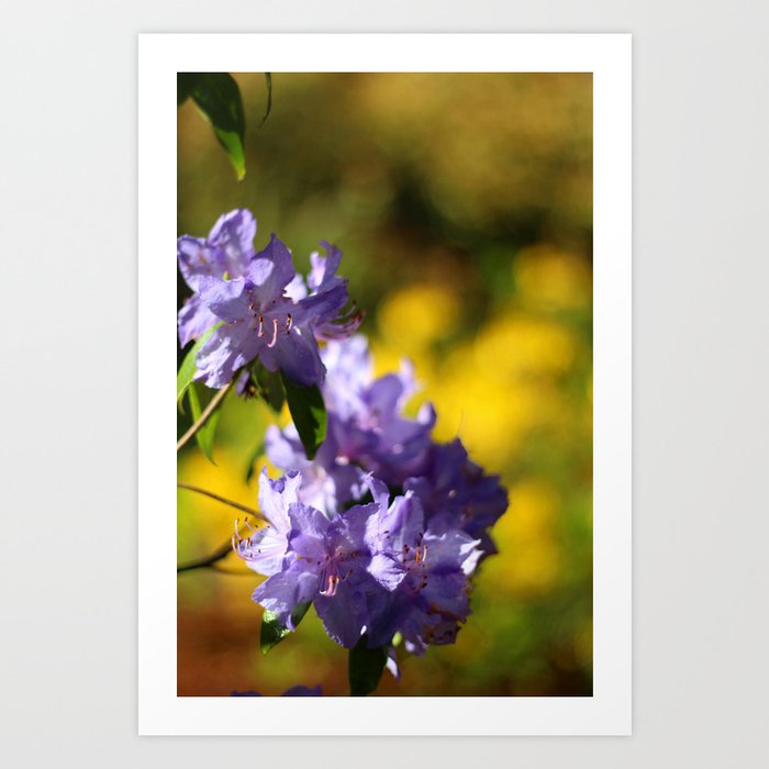 Rhododendron in a Field of Yellow Art Print