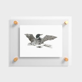 Morning Stretch - Common Loon Floating Acrylic Print