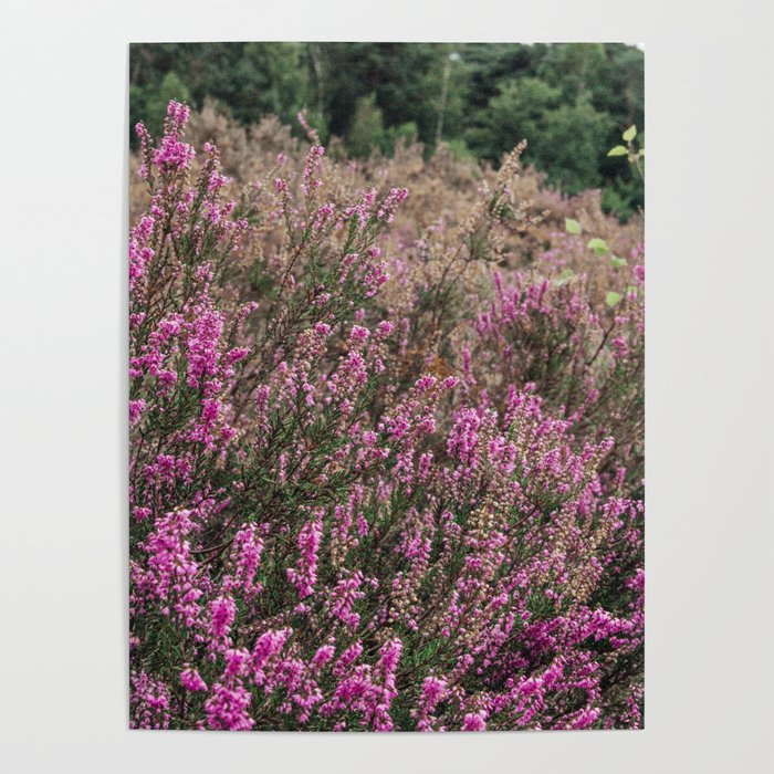 Dutch Heather field - Nature in the Netherlands - Posbank, Veluwe - Purple flower image Poster