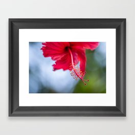 Beautiful Hibiscus Framed Art Print