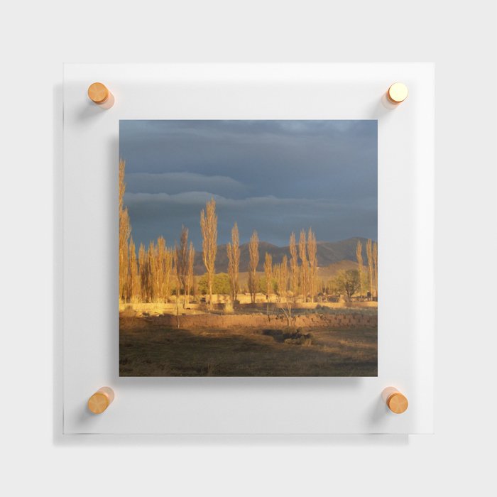 Argentina Photography - Trees In The Warm Sunset Floating Acrylic Print