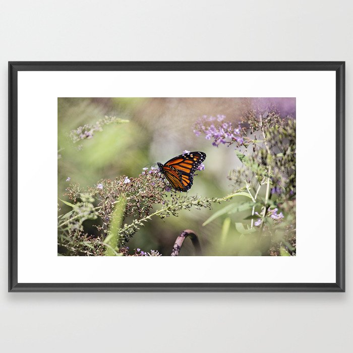 Monarch Butterfly Framed Art Print