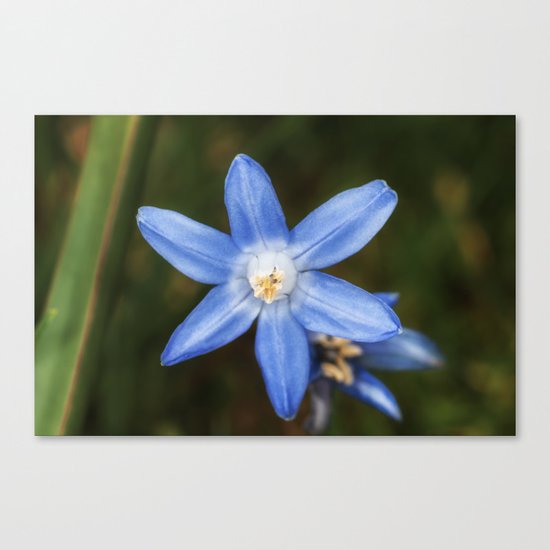 Snow glories Canvas Print