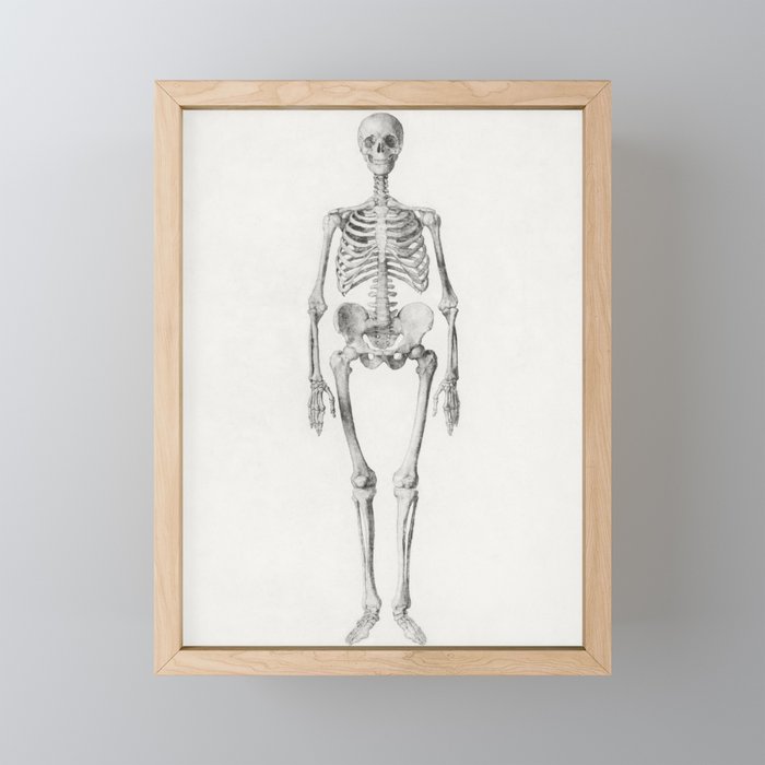 Human Skeleton, Anterior View Framed Mini Art Print