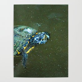 Fresh Water Turtle Swimming Closeup Poster