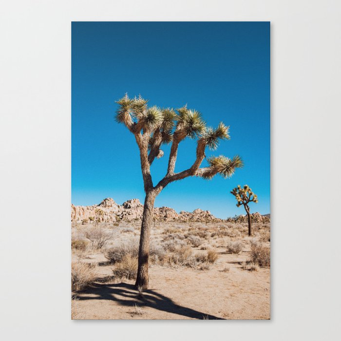 Joshua Trees Canvas Print