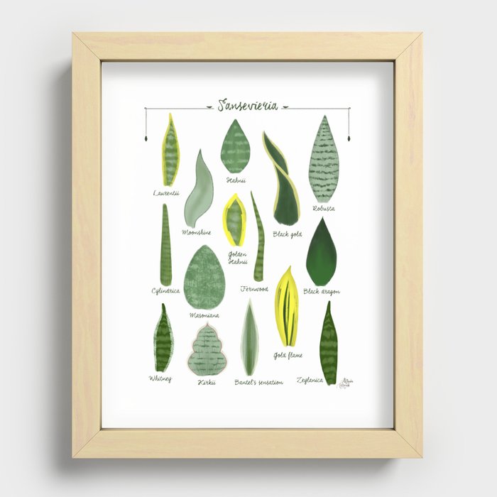 Sansevieria varieties, botanical art print illustration Recessed Framed Print