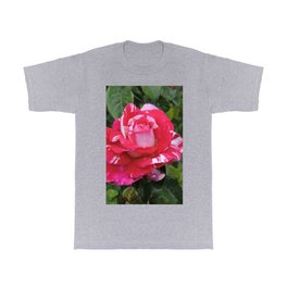 A Rose Named "Neil Diamond" T Shirt | Digital, Neildiamond, Red, Oregon, Flower, Rose, Hybridteadrose, Photo, Bicolor, Nature 