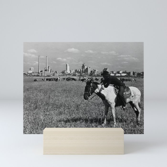 Cowboy Watching Over A Herd Of Cattle - Dallas Texas 1945 Mini Art Print