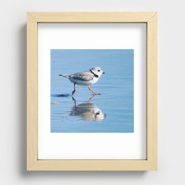 Piping Plover Recessed Framed Print