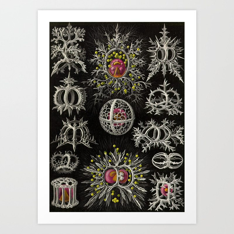 Stephoidea By Ernst Haeckel Art Forms In Nature 1900 Art Print By Brainpicker Society6 Stephoidea By Ernst Haeckel Art Forms In Nature 1900 Art Print By Brainpicker Society6