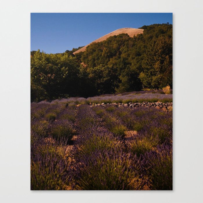 Lavender Fields Canvas Print