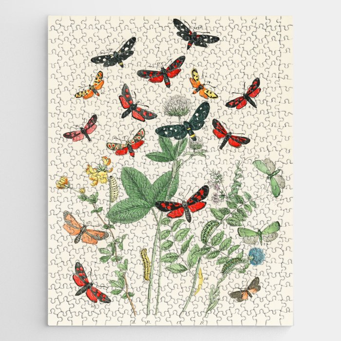 Illustrations from the book European Butterflies and Moths by William Forsell Kirby (1882) Jigsaw Puzzle