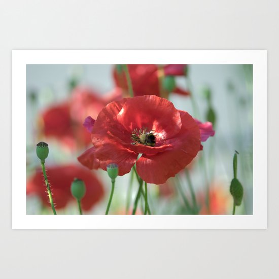 Red poppy Art Art Print