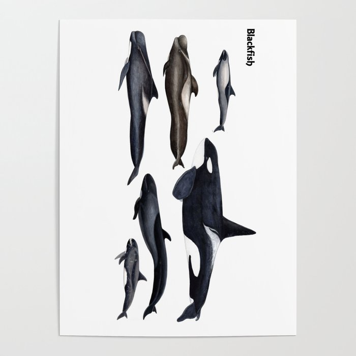 Blackfish Poster