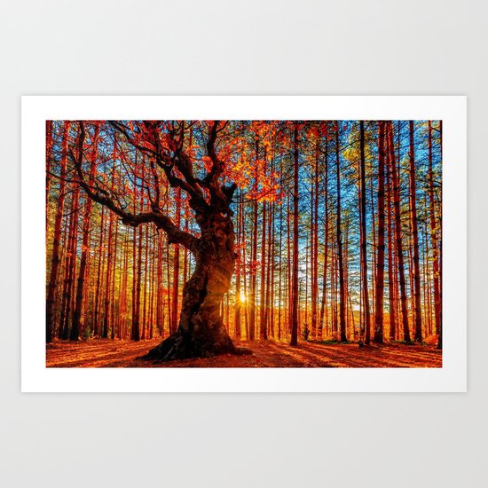 Majestic woods Art Print