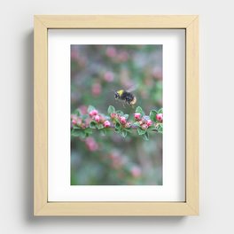 Early bumblebee (Bombus pratorum) Recessed Framed Print