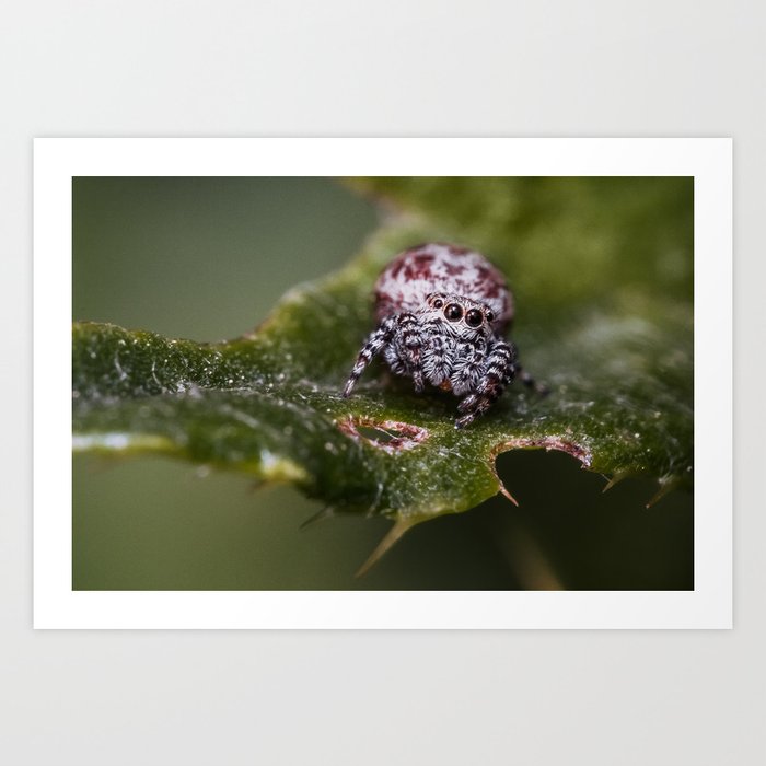 Peppered Jumping Spider Macro Photograph Art Print