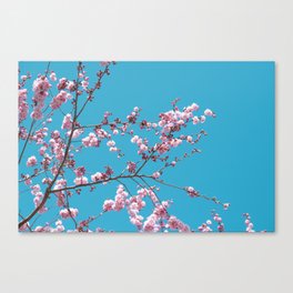 Spring Cherry Blossoms VI Canvas Print