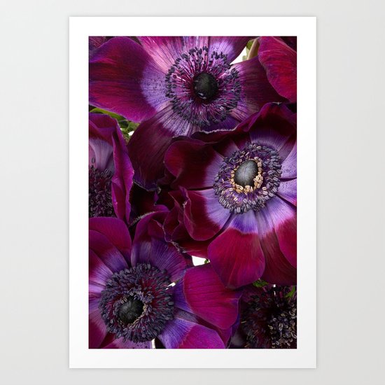 Anemone Coronaria Art Print