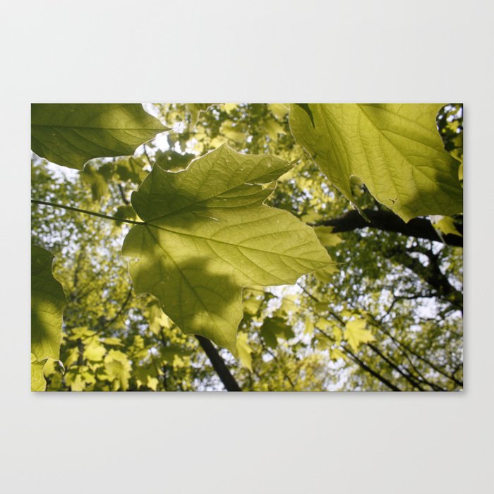 Leafy Green Canvas Print