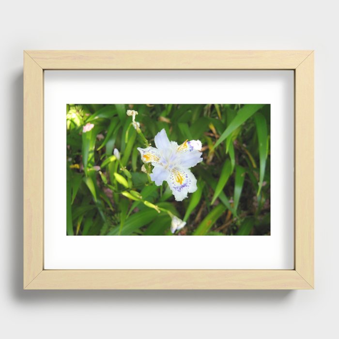 Iris Japonica Recessed Framed Print