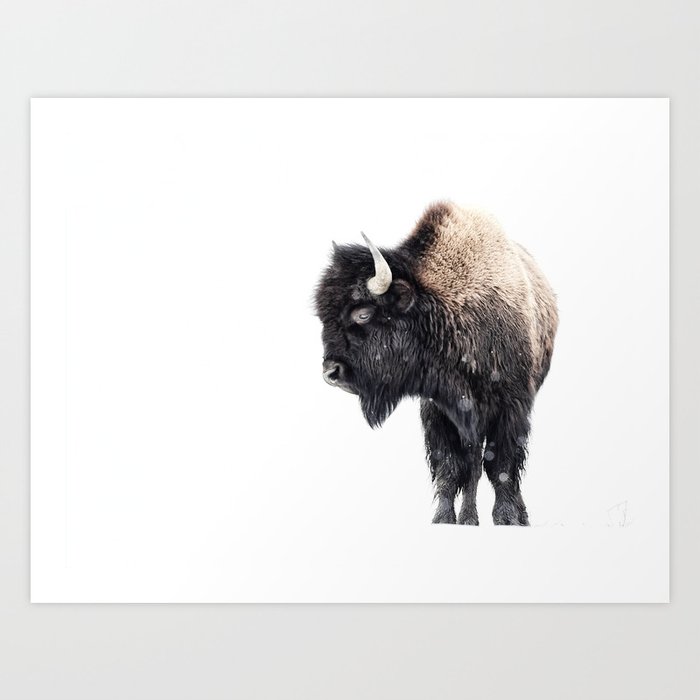 Bison Standing in a Snowstorm Art Print