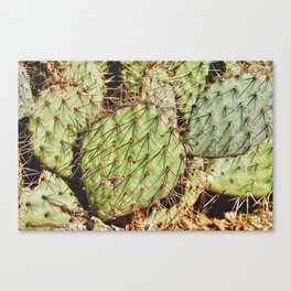 Desert Cactus Detail Canvas Print
