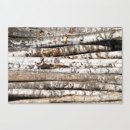striped birch trunks Canvas Print