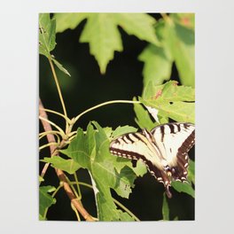 Butterfly on a branch Poster