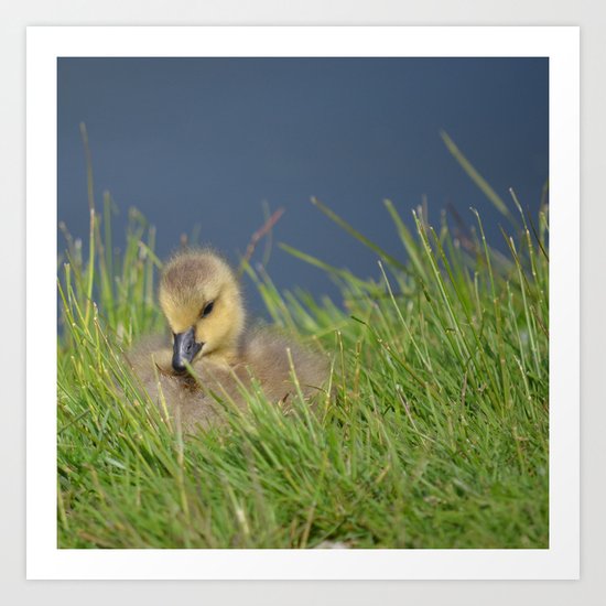 Fluffy Art Print