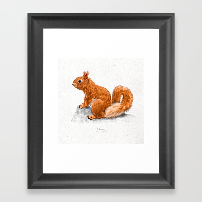Red squirrel scientific illustration art print Framed Art Print