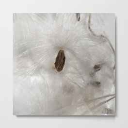 Milkweed seed and silk closeup Metal Print