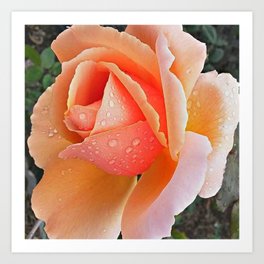 Just Joey Art Print | Apricot, Color, Photo, Morning, Floral, Colour, Rose, Flower 
