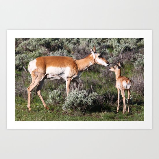 Pronghorn Mother and Baby Art Print