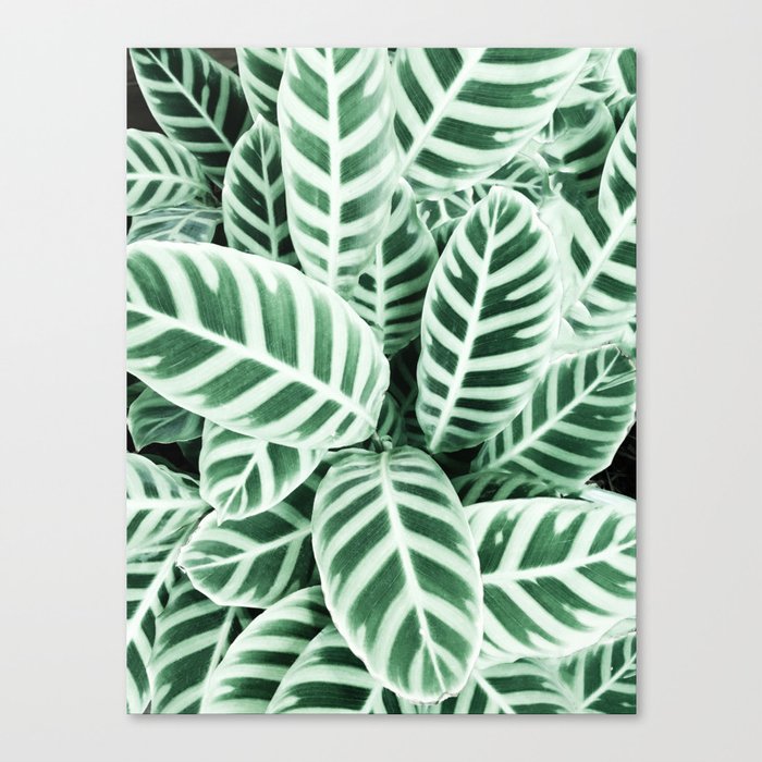 Wild leaf Canvas Print